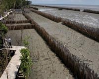 A general view of bamboo wall to protect the land along the seaside in Kok Karm, Samutsakorn province. Alone, derided as a fool, Vorapol Dounglomchan finally succeeded in beating back the waves that had slowly engulfed his home and robbed his seaside village of precious land. He did it with bamboo. Photo courtesy AFP.