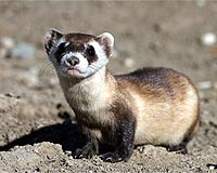 Red Footed Ferret