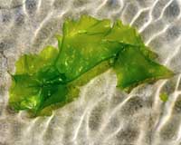 Photo taken on August 9, 2009 in Saint-Michel-en-Greve, western France, shows a green algae. Part of the coastline has been declared off-limits after a horse collapsed and almost instantly died when he slipped on a patch of rotting algae. Photo courtesy of AFP.