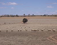 Syria's northeast has been affected by drought for the past three years and 160 villages were abandoned by their inhabitants in 2007 and 2008 because of the climate change, according to a report by the International Institute for Sustainable Development (IISD) published last week.