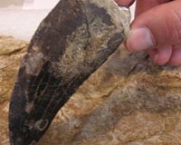 largest dinosaur teeth