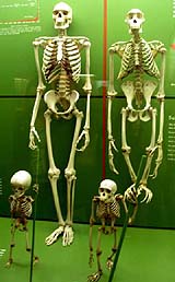 Hahn and his research partners examined 110,000 genes in 9,990 gene families that are shared by humans, common chimpanzees (Pan troglodytes), mice, rats and dogs. The scientists found that 5,622, or 56 percent, of the gene families they studied from these five species have grown or shrunk in the number of genes per gene family, suggesting changes in gene number have been so common as to constitute an evolutionary 