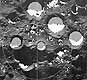 white spots denote cold traps
