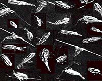 Tiny free-floating plants and animals, like Algae and copepod species near the bottom of the food chain, have increased in the Northwest Atlantic shelf ecosystems as a result of ocean climate changes. The copepods (Calanus finmarchicus) shown here are about 2.5 millimeters in length.